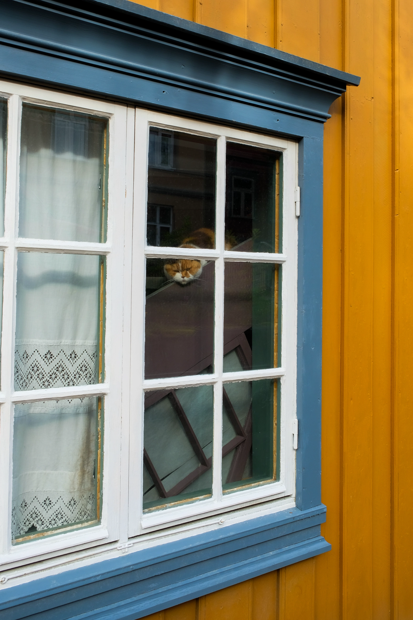 maison-chat-trondheim-photographie-norvege-claire-favry